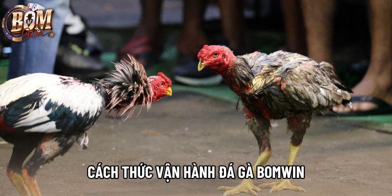 Cách thức vận hành đá gà bomwin