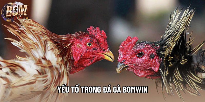 Yếu tố trong đá gà bomwin